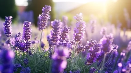 Rolgordijnen Lavender flowers blooming in the lavender field at sunset © Argun Stock Photos