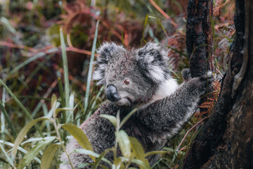 Koala in the wild with gum tree on the Great Ocean Road, Australia. Somewhere near Kennet river....