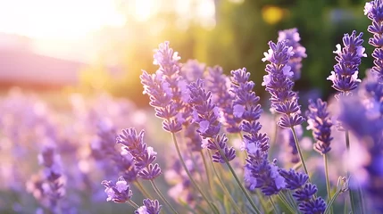 Gartenposter Beautiful lavender flowers blooming in the garden at sunset. © Argun Stock Photos