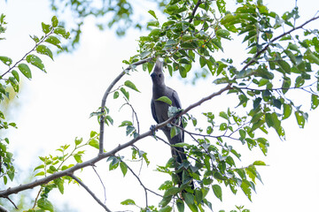 Grauer Graulärmvogel (Crinifer concolor) auf einem Ast in Südafrika