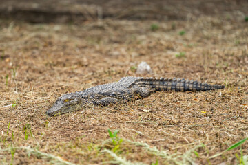 A young crocodile rests in the shade
