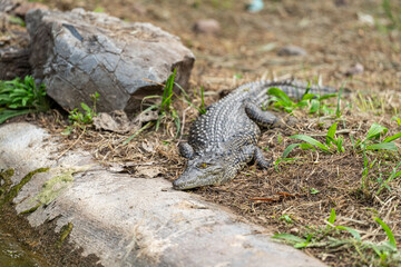 A young crocodile rests in the shade