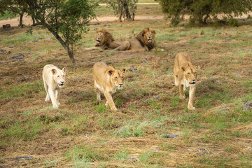 A pack of lions with a rare white lioness on the prowl in the South African savannah while the males are watching and relaxing