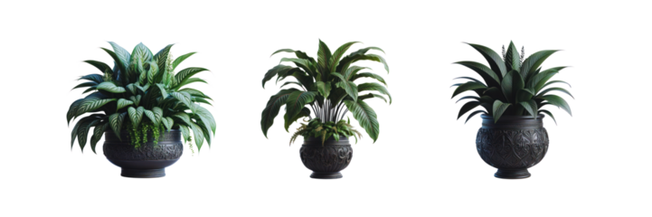 Set of potted indoor houseplants in black decorated pots, illustration, isolated over on transparent white background