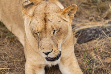 Close up portrait of a lioness relaxing in the South African savannah with closed eyes