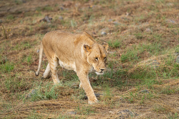 Lioness on the prowl in the South African savannah