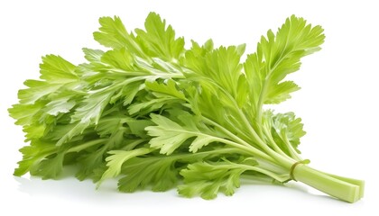 Green celery leaves isolated on a white background
