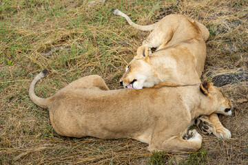 Lions relaxing, licking and grooming each other in the South African savannah