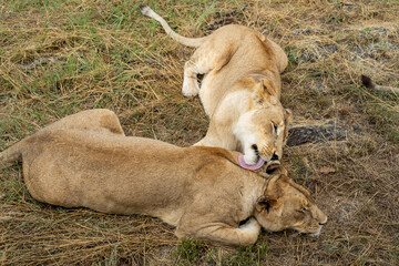 Two female lions lying in the grass and grooming each other in the South African savannah