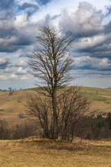 Fototapeta premium Offene Landschaft mit markanten Bäumen im Osterzgebirge bei Geising 4
