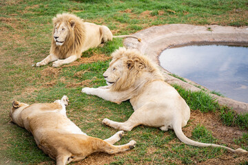 Obraz premium Ein Löwenrudel entspannt sich an einem künstlichen Wasserreservoir in der südafrikanischen Savanne