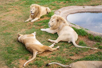 A pack of lions relaxing near an artificial water pond in the South African savannah