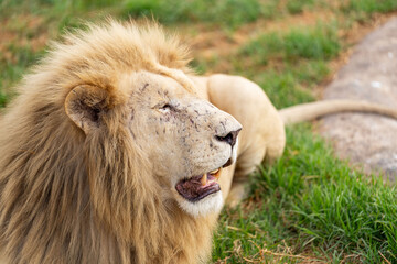 An old white lion with battle scars is relaxing in the South African savannah