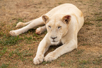Eine seltene weiße Löwin entspannt sich in der südafrikanischen Savanne © digitalstandArt
