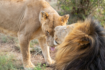 Lions grooming under a bush in the South African savannah