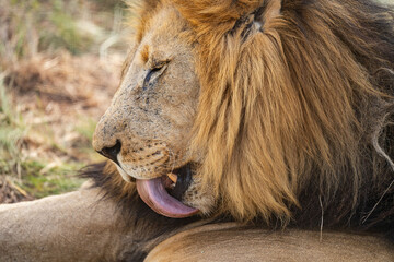 Side view of a lion grooming himself and licking his leg in the South African savannah