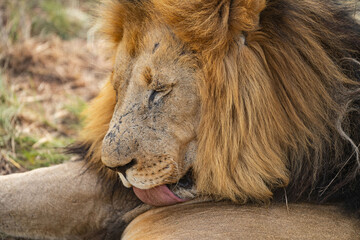 Seitenansicht eines Löwen, der sich selbst pflegt und sein Bein in der südafrikanischen Savanne leckt