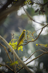 Eurasian golden oriole or the common golden oriole resting on the branch. Bird perching on a sunny...