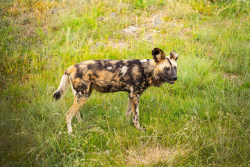 African wild dog (Lycaon pictus) standing in tall grass 