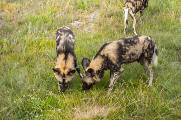 Ein Rudel afrikanischer Wildhunde (Lycaon pictus) im hohen Gras