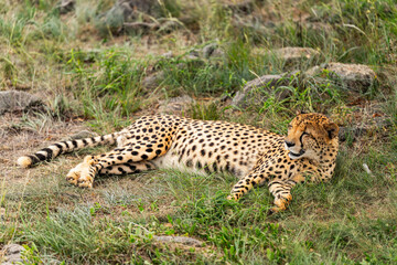 Gepard liegt in der Savanne und entspannt sich im Gras