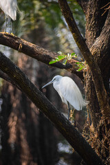 Egret, beautiful wading bird perching on the tree. Also called Snowy Egret or Little Egret.