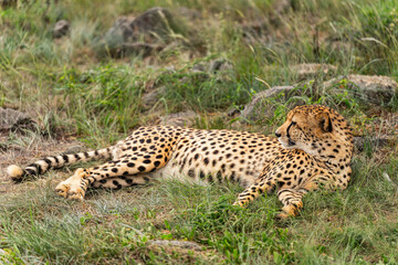 Cheetah lying in the savannah and relaxing in the grass