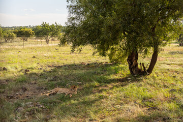 Ein Gepard liegt im Schatten unter einem Baum, abseits von seinem Rudel