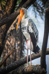 Beautiful Painted stork in the green bushes. Wading bird, Mycteria leucocephalus. 