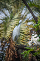 Egret, beautiful wading bird perching on the tree. Also called Snowy Egret or Little Egret.