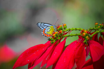 Beautiful butterfly and the red flowers. Delias eucharis, the common Jezebel or the pierid butterfly. 