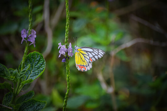Beautiful butterfly and the red flowers. Delias eucharis, the common Jezebel or the pierid butterfly. 