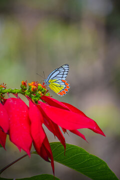 Beautiful butterfly and the red flowers. Delias eucharis, the common Jezebel or the pierid butterfly. 