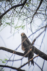 Black kite perching on the tree. Milvus migrans, Raptor bird.
