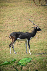 The black buck standing alone in the forest. Indian antelope in the wild.
