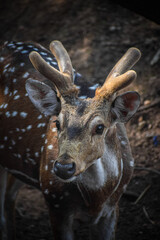 The chital or cheetal, also known as the spotted deer. Beautiful silka deer in forest.
