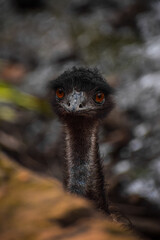 Wild Emu closeup face. Flightless bird Emu, Dromaius novaehollandiae.