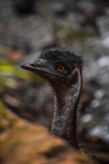 Wild Emu closeup face. Flightless bird Emu, Dromaius novaehollandiae.
