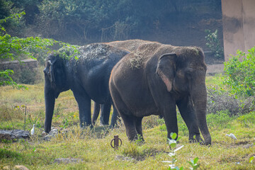 Herd of Indian elephants grazing in the grassland. Largest animals, Asian Elephant.