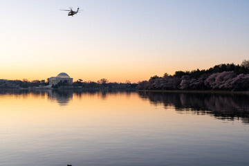 The Tidal Basin and the Jefferson Memorial in Washington D.C. at sunrise during peak bloom of the Cherry Blossoms. - obrazy, fototapety, plakaty