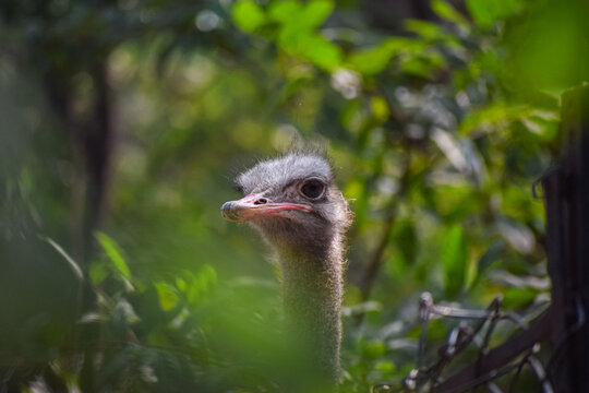 Closeup to the neck of a common ostrich (Struthio camelus). Largest species of flightless bird. 