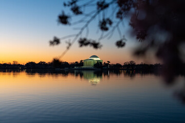 The Tidal Basin and the Jefferson Memorial in Washington D.C. at sunrise during peak bloom of the Cherry Blossoms. - obrazy, fototapety, plakaty