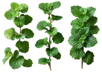 Three medicinal plants catnip on a transparent background