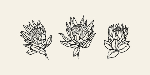Line art protea flowers collection