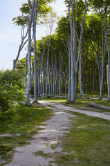 Gespensterwald Nienhagen, Ostseeküste, Steilküste, Deutschland, Germany 