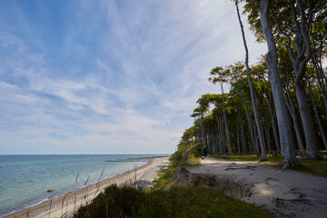 Gespensterwald Nienhagen, Ostseeküste, Steilküste, Deutschland, Germany 