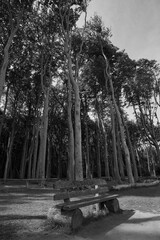 Gespensterwald Nienhagen, Ostseeküste, Steilküste, Deutschland, Germany 