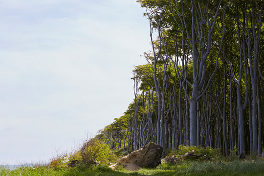 Gespensterwald Nienhagen, Ostseek&uuml;ste, Steilk&uuml;ste, Deutschland, Germany 
