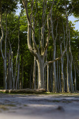 Gespensterwald Nienhagen, Ostseeküste, Steilküste, Deutschland, Germany 
