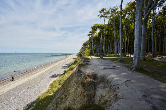 Gespensterwald Nienhagen, Ostseek&uuml;ste, 